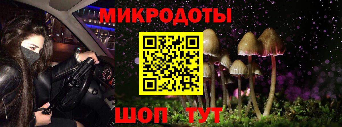 Псилоцибиновые грибы Psilocybe Североуральск